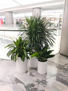 余姚绿植出租方案超赞，为你的环境增添盎然生机